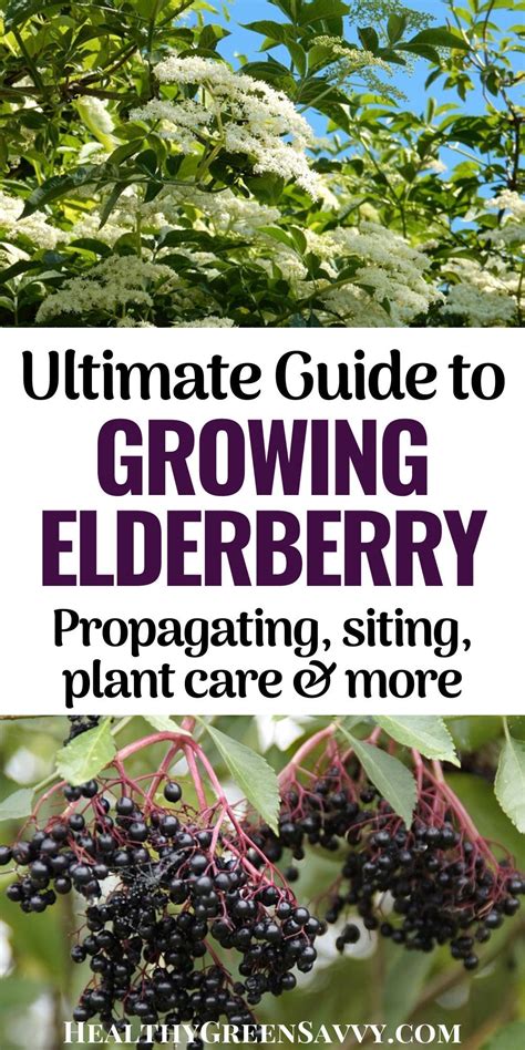 Growing Elderberry Ultimate Guide To Growing Elderberries