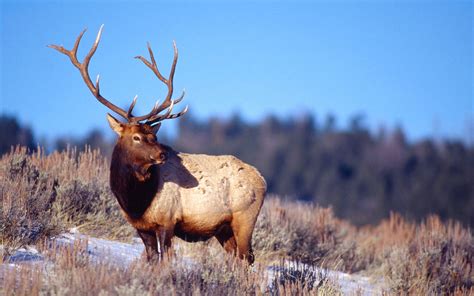 Winter Snow Landscape Nature Deer Elk Wallpapers Hd Desktop And