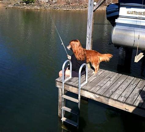 21 Of The Most Spectacular Dog Optical Illusions Life With Dogs