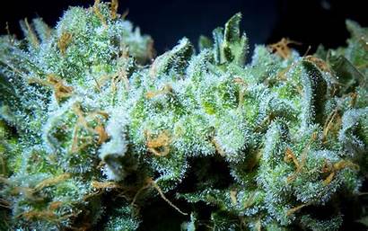 Marijuana Cannabis Desktop Wallpapers Weed Pot Leaf