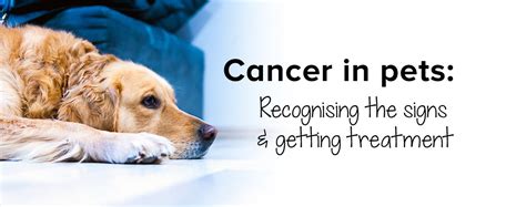 Cancer In Pets Recognising The Signs And Getting Treatment Zuki