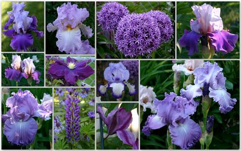 Tall Bearded Iris And Companion Plants Companion Planting Iris
