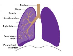 The function of the lungs is to provide an enormous surface for gas exchange, with oxygen entering the body and carbon dioxide leaving it. detail-lungs - Transplant Living