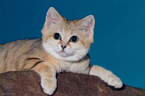 These Incredibly Adorable Wild Cats Appear To Stay Kittens Forever