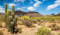 What Are The Special Adaptations Of Desert Plants? - WorldAtlas.com