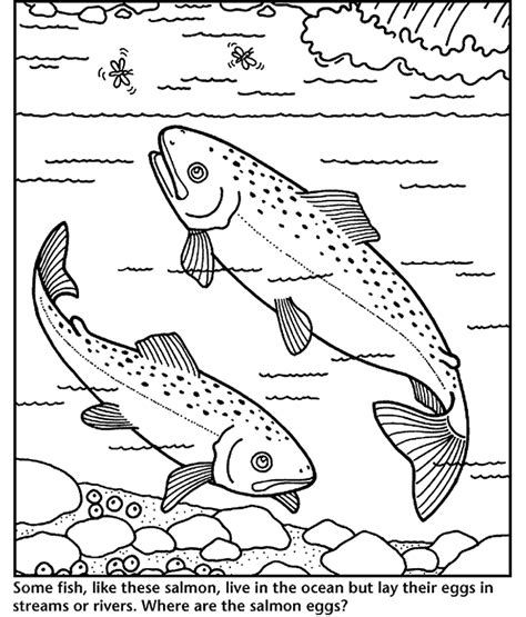 Download Sockeye Salmon coloring, Download Sockeye Salmon coloring for free 2019