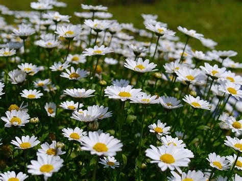 Daisy Margaret Flowers · Free Photo On Pixabay