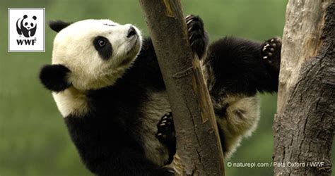 Join Our Panda Team Wwf