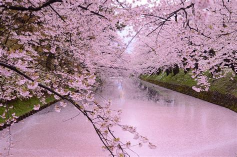 Japan Cherry Blossom Forecast 2020 Japan Web Magazine
