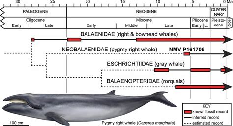 Whale Phylogeny Evolution Pygmy Right Whale Bowhead Whale Gray Whale Fossil Evolution
