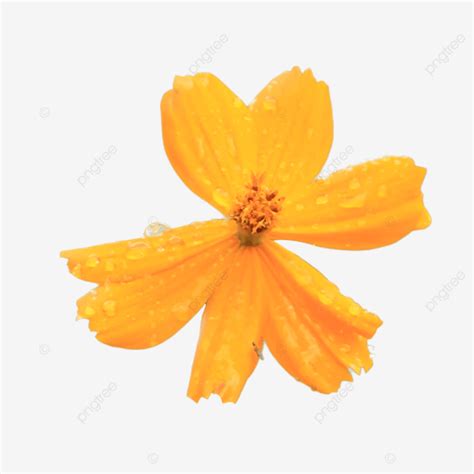 Orange Flower No Background Flower Orange Flowers Png Transparent