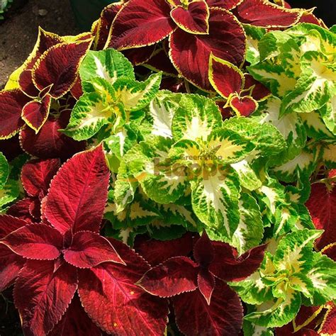 Coleus Blumei Rainbow Mixed Seeds Only For £099 Happy Green Shop