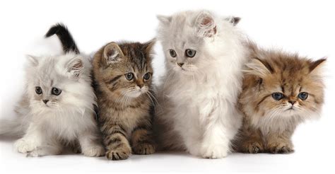 Persian kittens have wonderful personalities. Persian Cat Names - Over 200 Gorgeous Ideas!