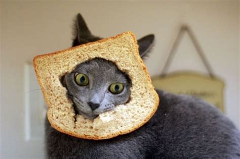 Anorak News Breading Is A Meme Photos Of Wheat Tolerant Cats