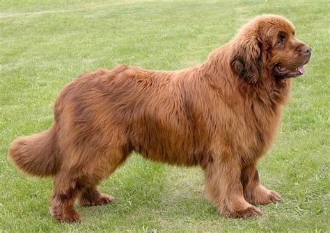 Gorgeous chunky pure bred kc newfoundland puppies, home reared with my children & i. Le terre neuve : fiche descriptive des caractéristiques de ...