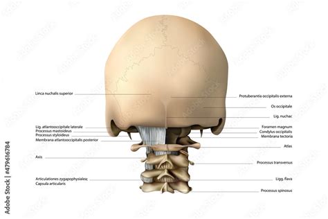 Atlanto Occipital And Atlanto Axial Joints Rear View Vector