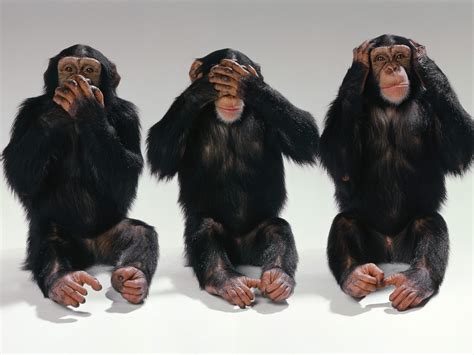 See no evil, hear no evil, speak no evil  Monkeys Photo (14750406