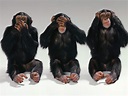 See no evil, hear no evil, speak no evil - Monkeys Photo (14750406 ...
