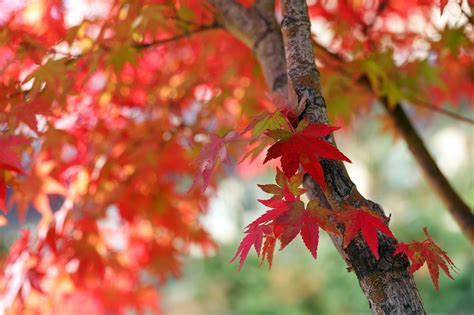 Autumn Leaves Leaf Free Photo On Pixabay Pixabay