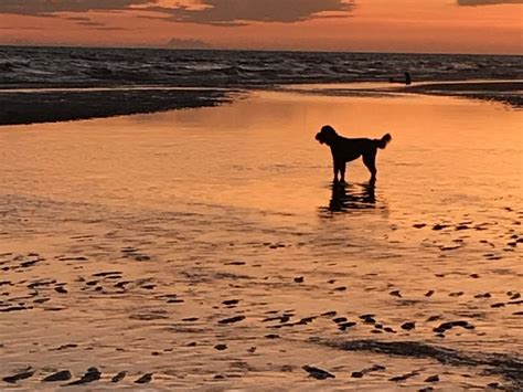 A Dog On The Beach At Sunset Smithsonian Photo Contest Smithsonian