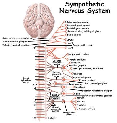 Pin On Anatomical