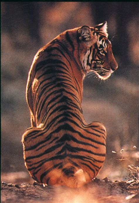 Tiger Back Foto Con Animali Fotografia Di Animali Animali Selvatici
