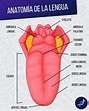 Anatomía de la lengua 🔹Paradigmia