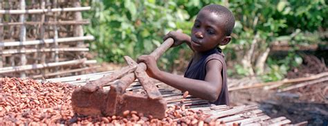 El Trabajo Infantil En La Industria Del Cacao Y La Extracción De Oro 2015