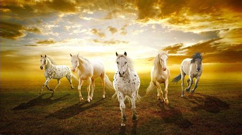 7 Horses Wallpapers Top Hình Ảnh Đẹp