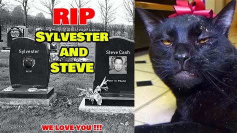October 10th The Talking Cat Sylvester Has Passed Away After Its