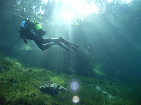 Free Photo Diving Green Lake Forest Meadow Float Underwater