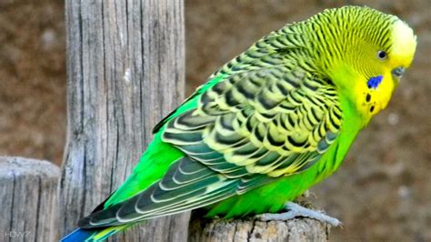 Budgie Australian Parrot Budgerigar Bird Green Hd Wallpaper Gallery