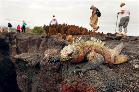 Tourists Could Soon Overrun The Galápagos Killing Its Famous