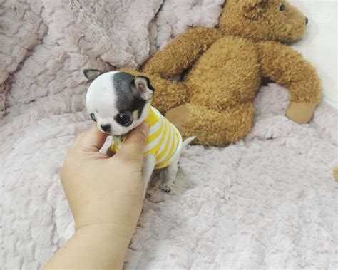 Micro is a word we use to give an account in words of puppies to be between 2 to 3 pounds. Boutique Teacup Puppies Store | Teacup puppies, Micro teacup puppies, Chihuahua puppies
