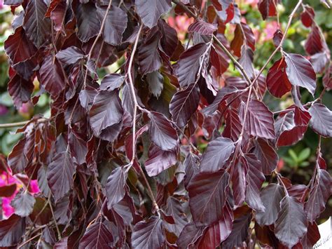 Blutbuche Purple Fountain Fagus Sylvatica Purple Fountain