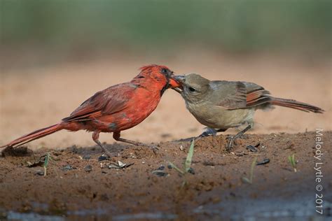 Northern Cardinal Adult Male Feeding Juvenile Cardinalis Flickr