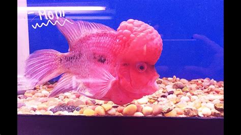 Huge Full Grown Flowerhorn Female Cichlid Youtube