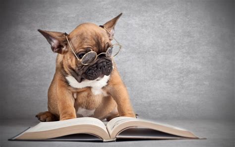 Funny Dog Reading A Book Doge Wallpaper 2560x1600 208190