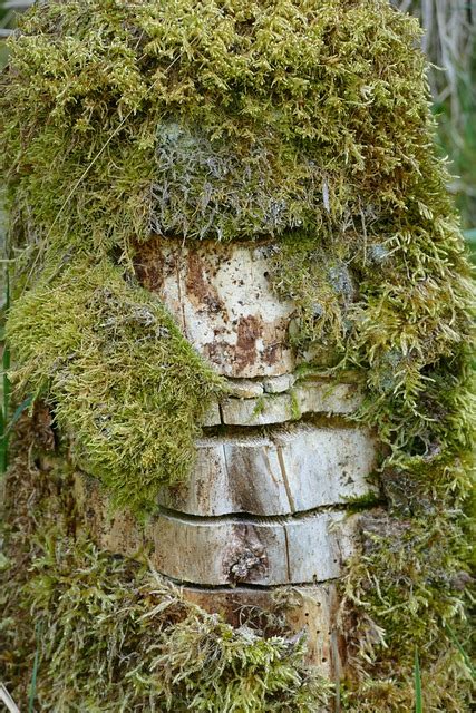 Moss Score Tree Stump Free Photo On Pixabay Pixabay