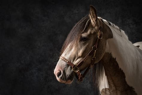 Equine Studio Photography Horse Portraits Enjoy The Photos Feel Free