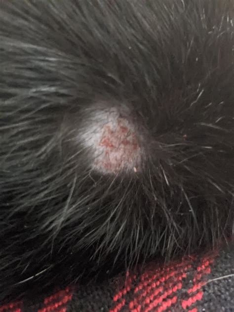 Scabby Bald Spot On Cat Rpets