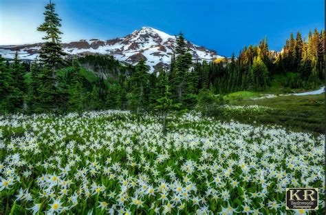 🇺🇸 Avalanche Of Lilies Washington By Kevin Russell 500px 🌲🌸