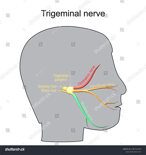 Trigeminal Neuralgia Cranial Nerve Human Head Stock Vector Royalty