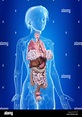 3D-Darstellung der inneren Organe einer Frau Stockfotografie - Alamy