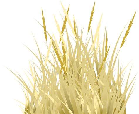 Brown Grass Vector Reed Grass Grass Grassland Png And Vector With