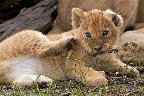 Lion Cub Sean Crane Photography