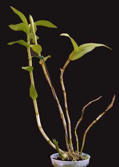 Dendrobium Orchid Varieties Identification