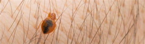 Bed Bug Extermination In Roanoke Va Brown Exterminating Co Inc