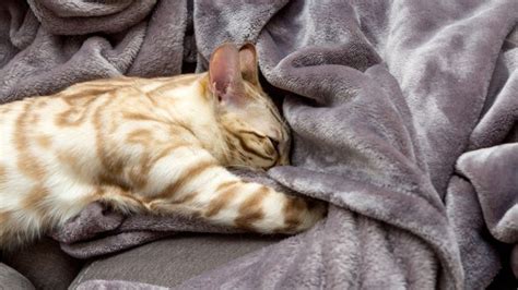 Why Do Cats Knead And Bite Blankets 7 Most Common Reasons