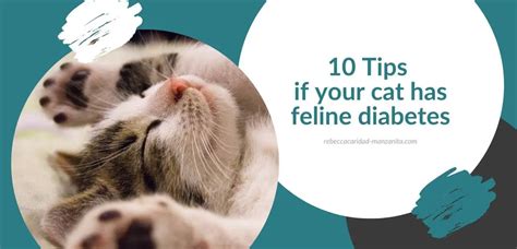 10 Tips If Your Cat Has Feline Diabetes